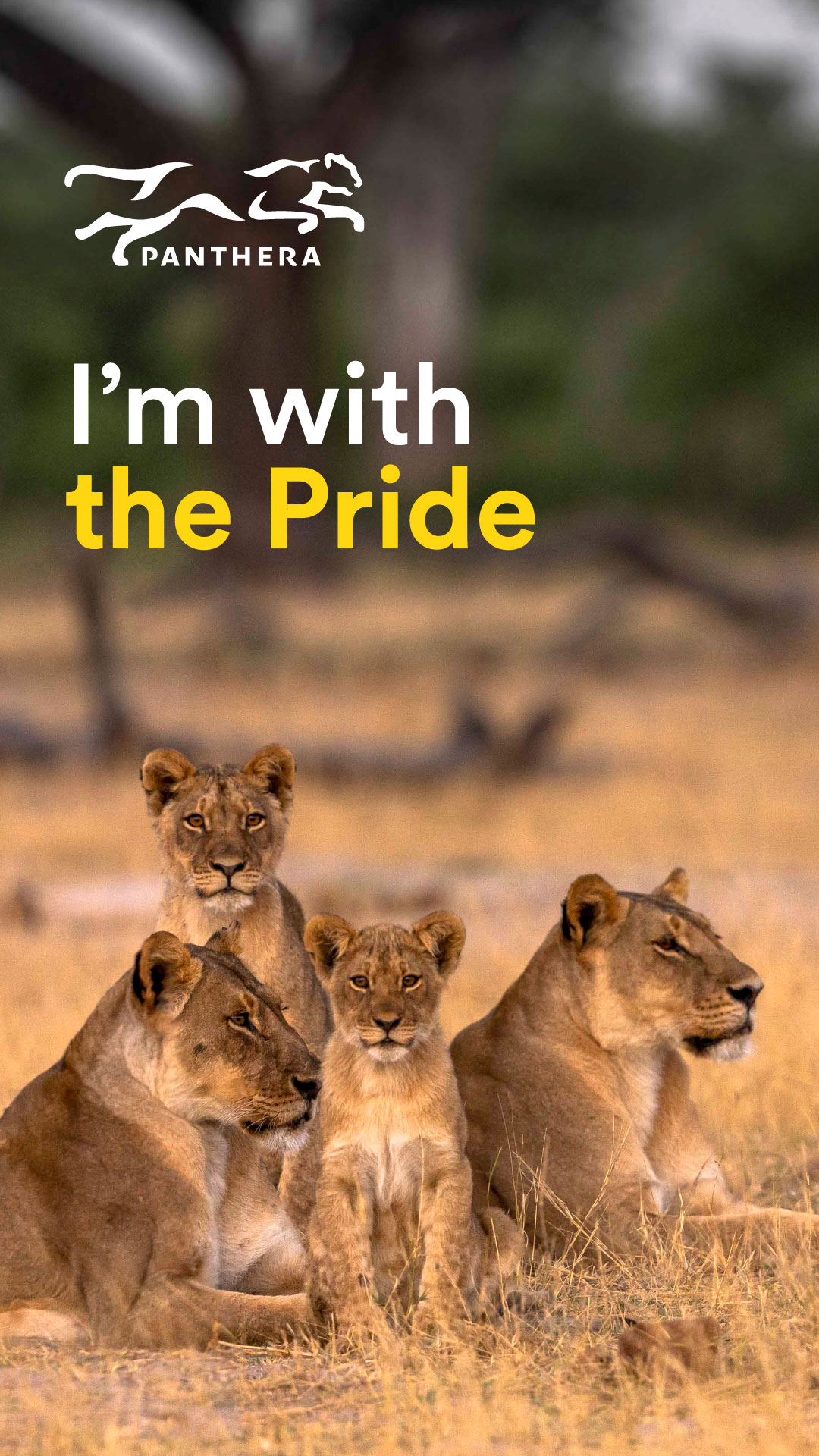 Lion Story