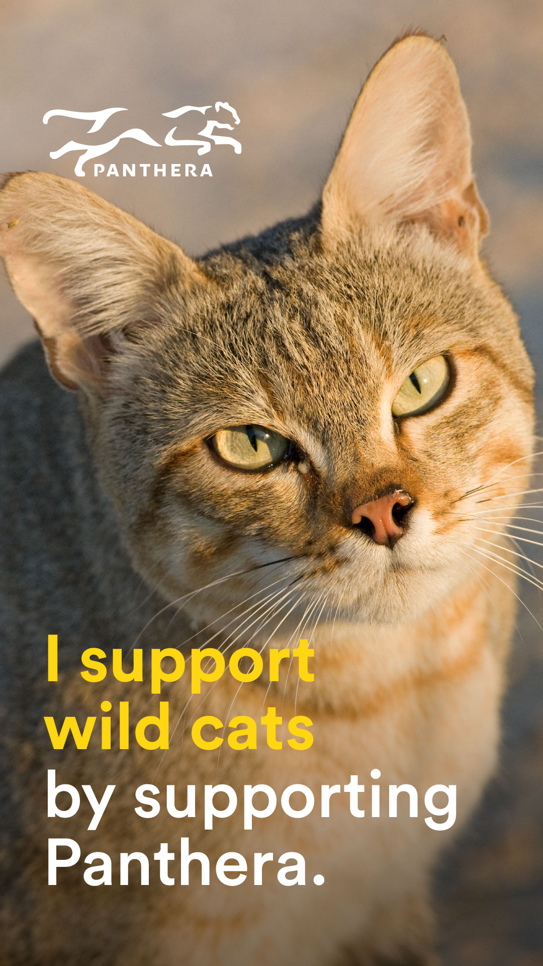 Wild Cats Story