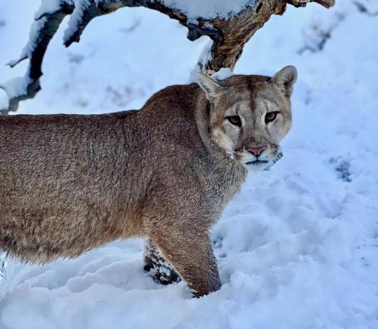 Puma Patagonia