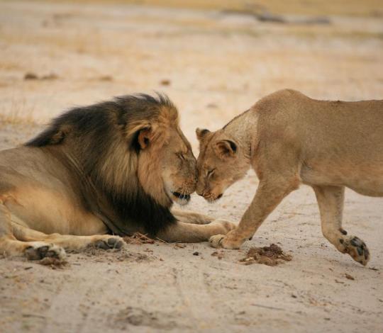 Lion pair