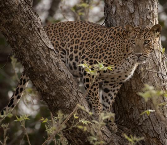 Leopard in tree