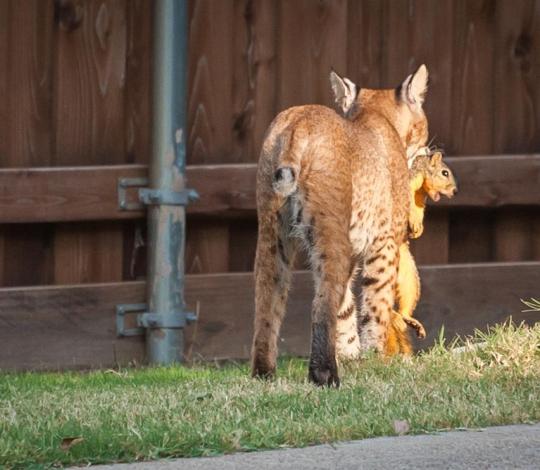Bobcat with squirrel