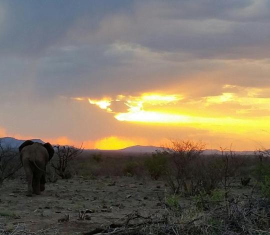 Elephant 1