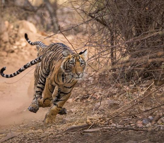Tigers running