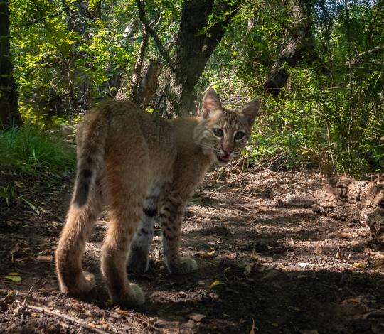 Bobcat on camera trap