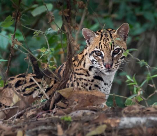Ocelot 1