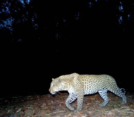 Leopard