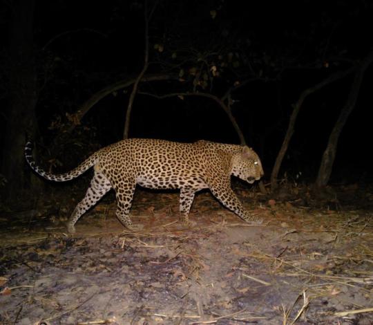 Leopard