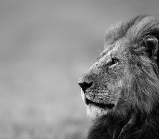 A male lion