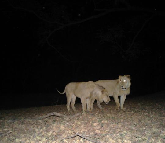 Lions