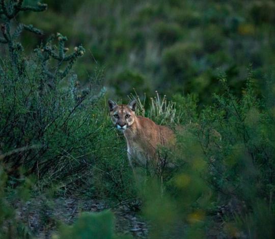 Mountain lion 1