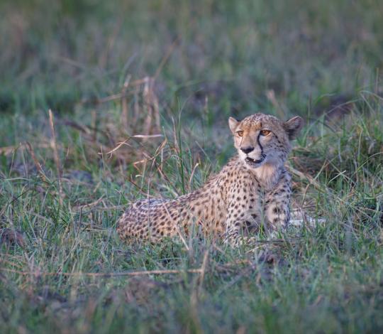 Cheetah