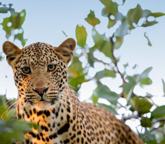 Leopard