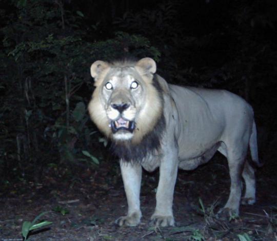 Bateke Lion.