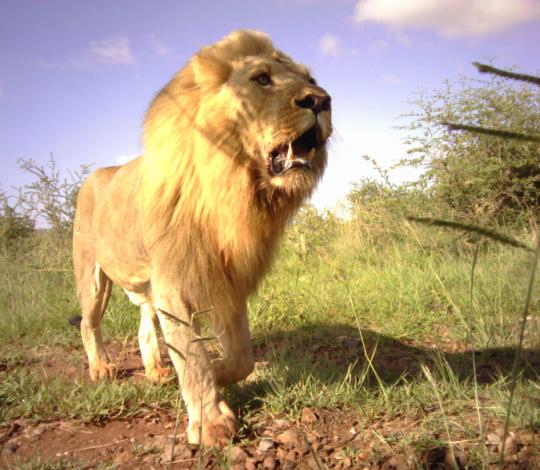 Male lion