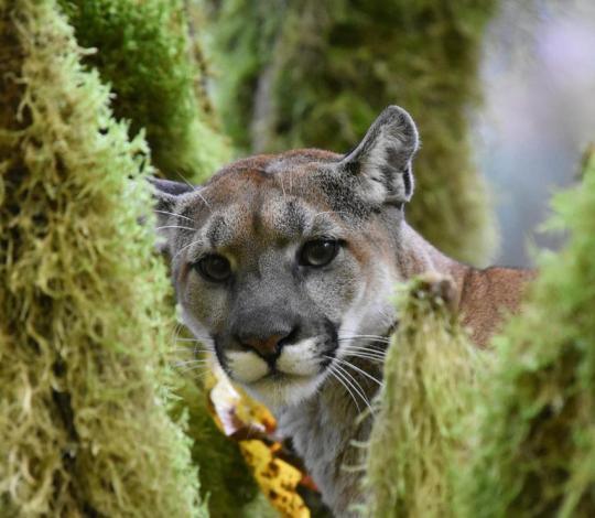 A puma in Washington State