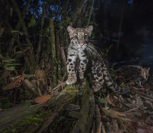 Clouded leopard night