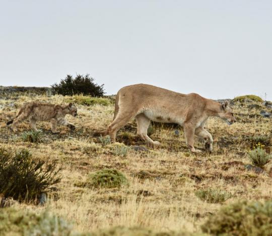 Puma on Patagonian landscape
