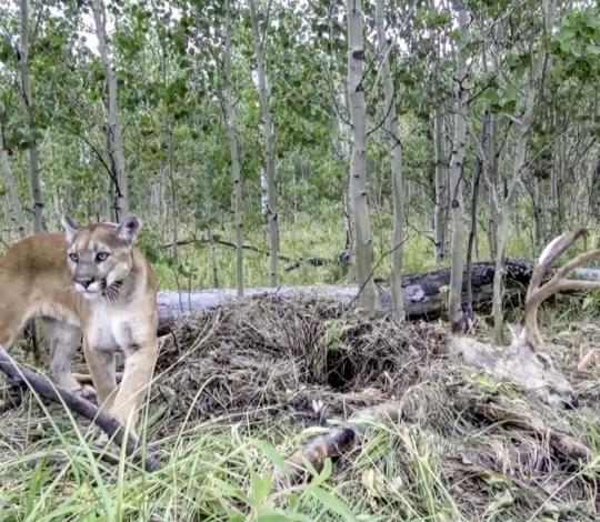 Puma with buck