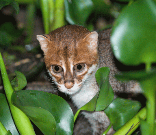 Flat-headed cat 1