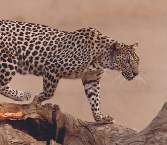 Arabian leopard