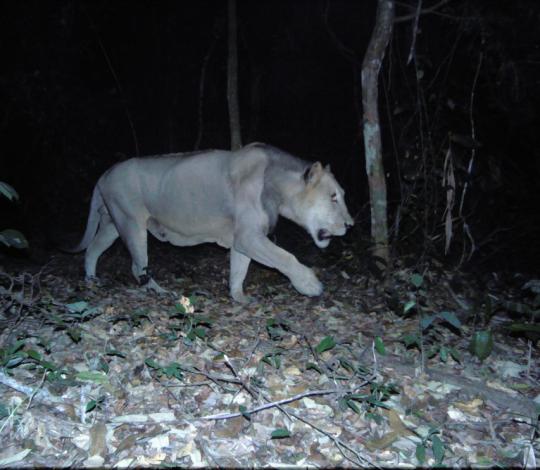 Gabon Lion