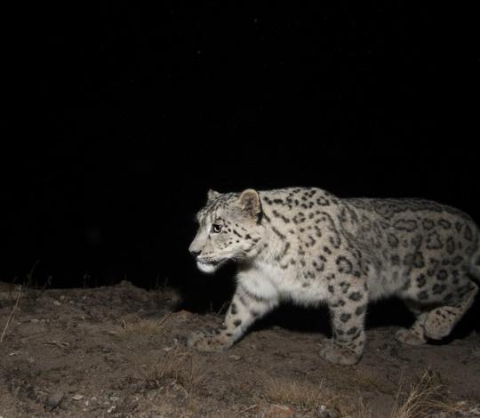 Snow leopard Kyrgyzstan