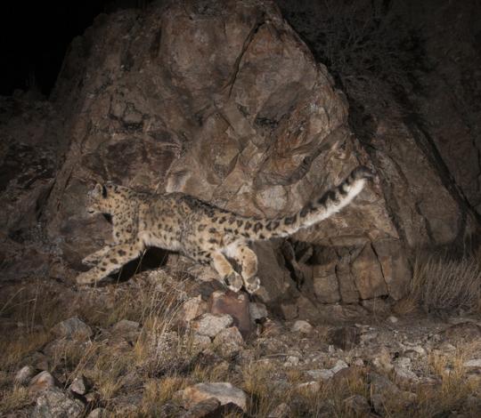 Snow leopard