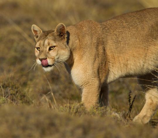Puma in Chile