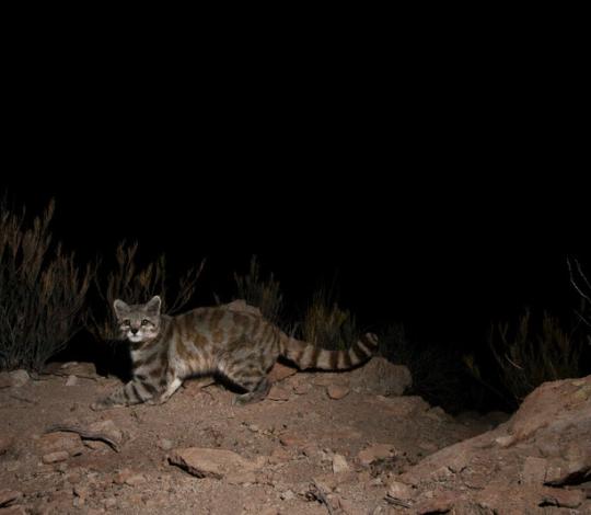 Andean cat