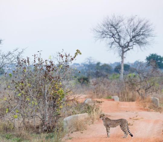Cheetah