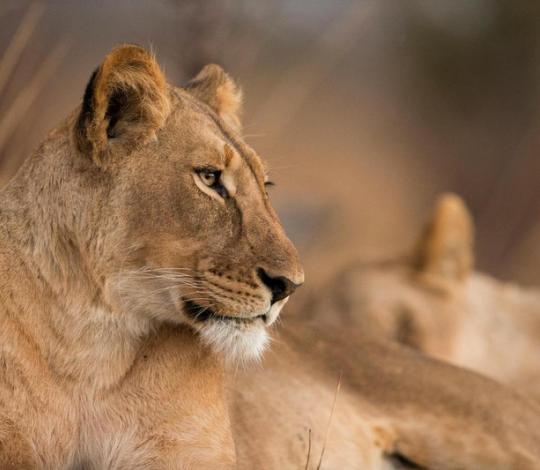 Lion