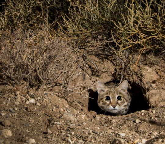 Black-footed cat in a den