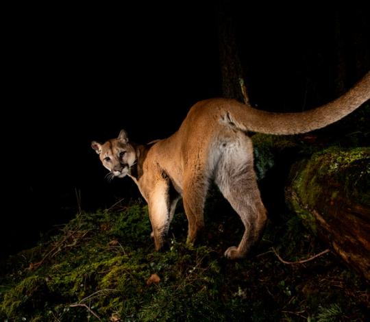 Puma long tail