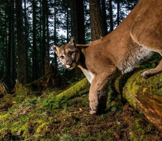 Cougar