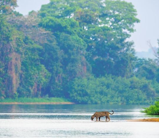 Jaguar in the Pantanal