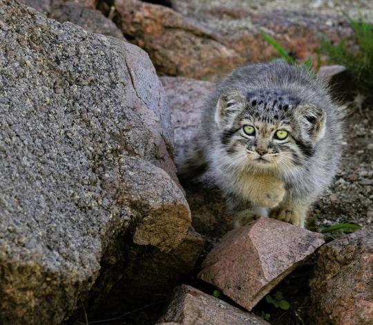 Pallas's cat