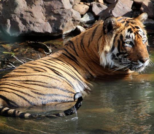 Tiger in pond
