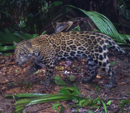 Jaguar