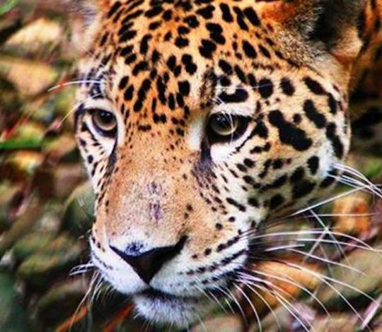 jaguar face