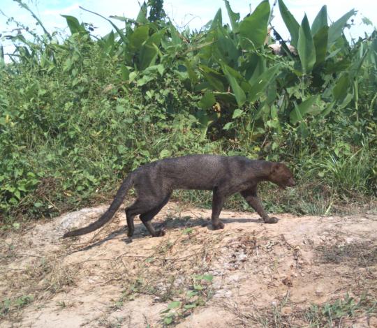 Jaguarundi