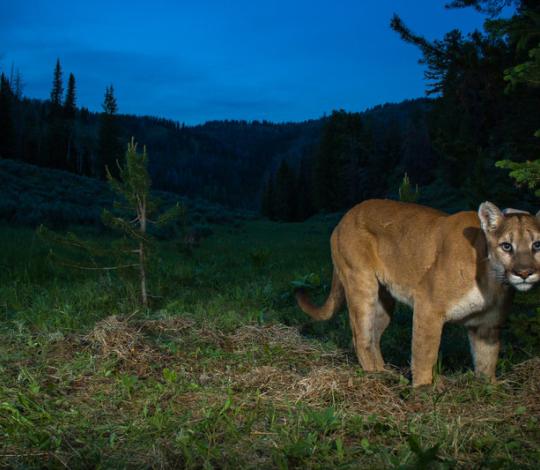 Puma