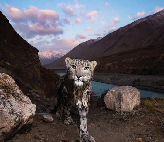 Snow leopard Sebastian 3.