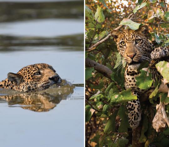 A jaguar in water and a leopard in a tree