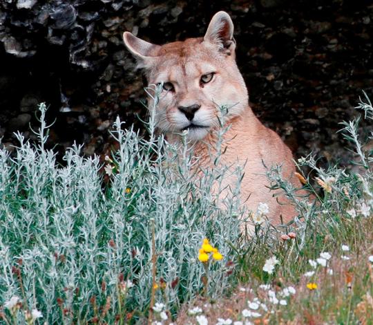 Puma and flowers