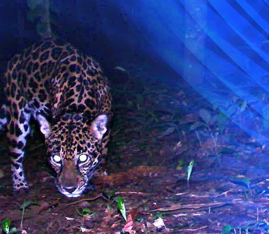 Jaguar in Honduras