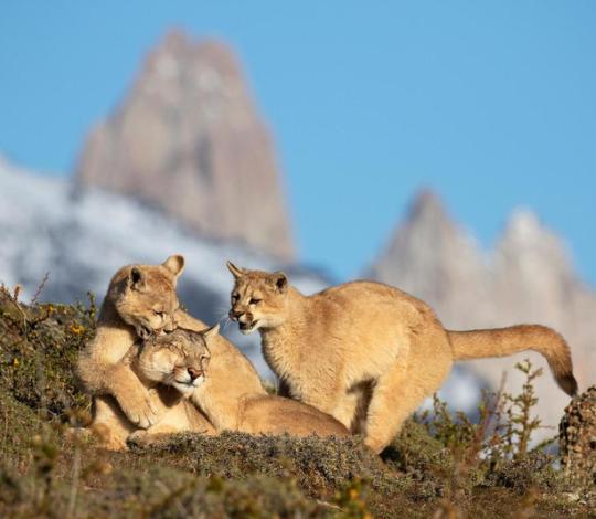 Pumas playing
