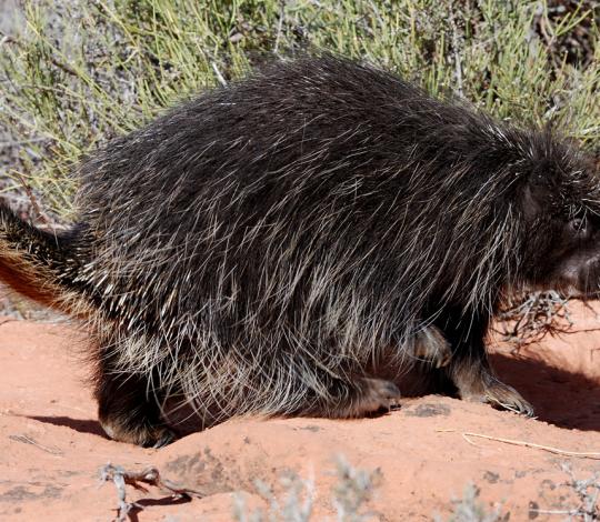 Porcupine