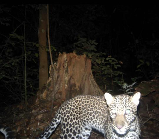 Leopard