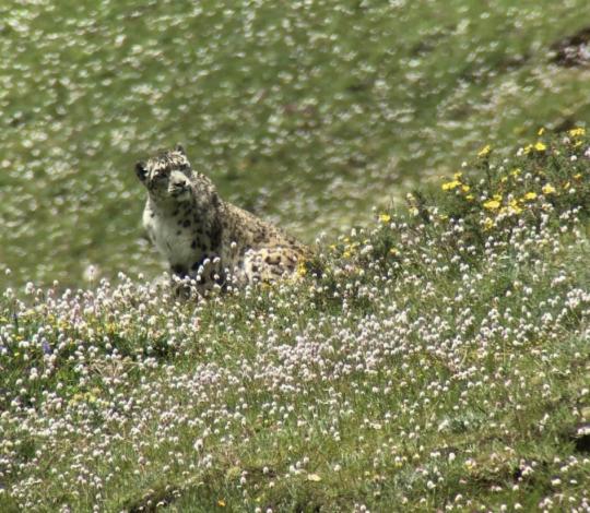 Snow leopard in the field.